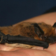 Image for article titled Bats Respond to Too Much Noise the Same Way Children Do